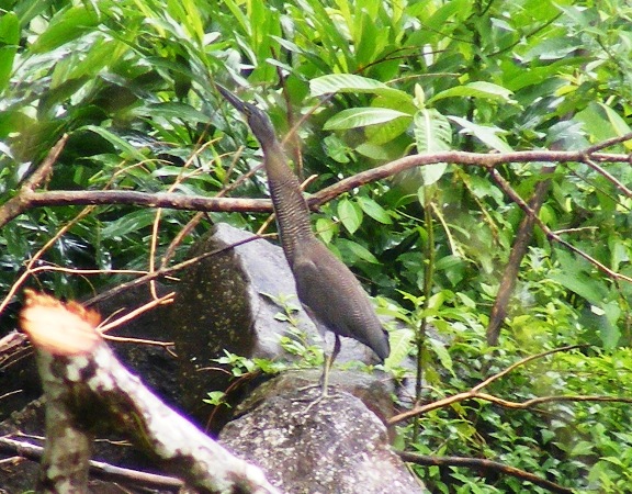 Photo (4): Fasciated Tiger-Heron