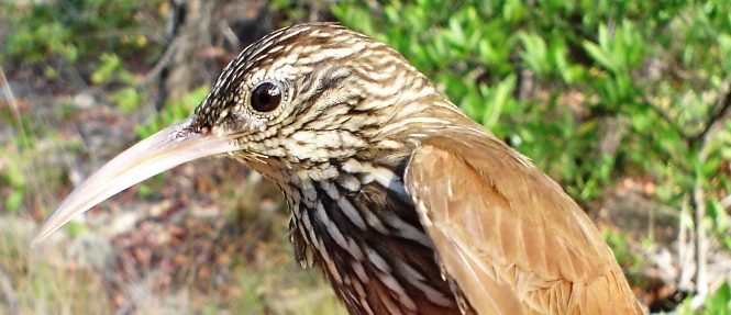 Photo (3): Ivory-billed Woodcreeper