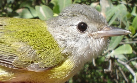 Photo (1): Lesser Greenlet