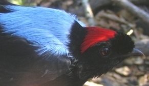 Photo (4): Long-tailed Manakin