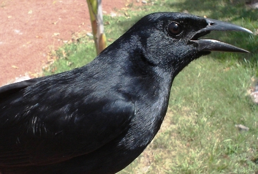 Photo (6): Melodious Blackbird