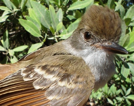 Photo (1): Nutting's Flycatcher