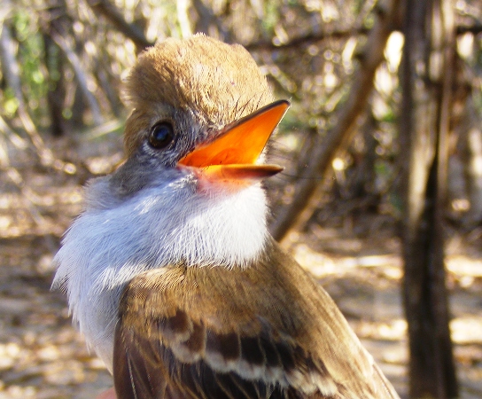 Photo (2): Nutting's Flycatcher
