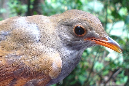 Photo (5): Orange-billed Nightingale-Thrush