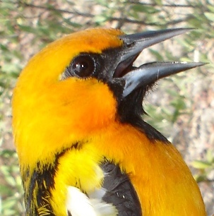 Photo (1): Streak-backed Oriole
