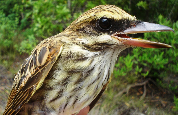 Photo (1): Streaked Flycatcher