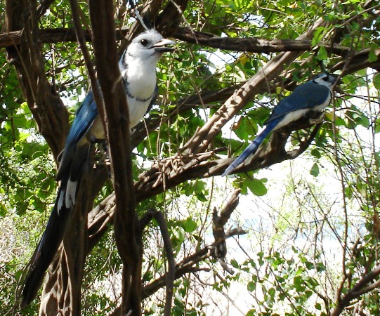 Photo (5): White-throated Magpie-Jay