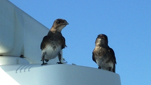 Photo (8): Gray-breasted Martin