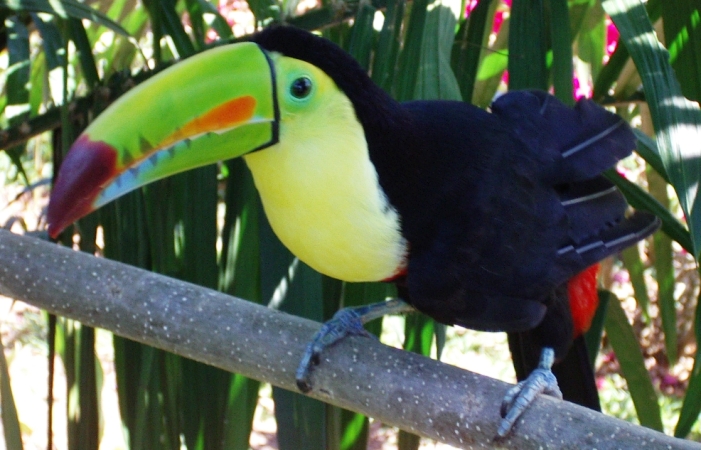 Photo (13): Keel-billed Toucan
