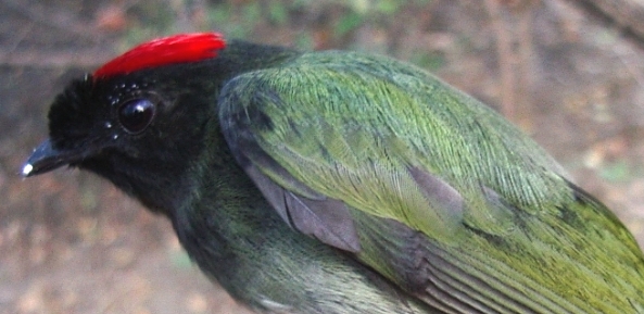 Photo (5): Long-tailed Manakin