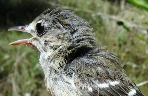 Photo (1): Mangrove Vireo