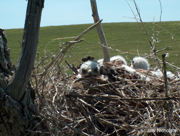 Photo (13): Ferruginous Hawk