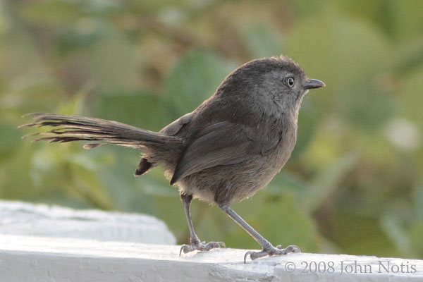 Photo (3): Wrentit