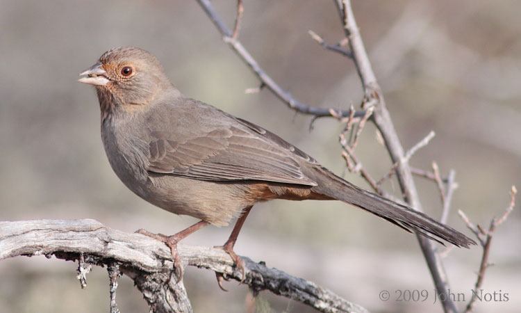 Photo (2): California Towhee