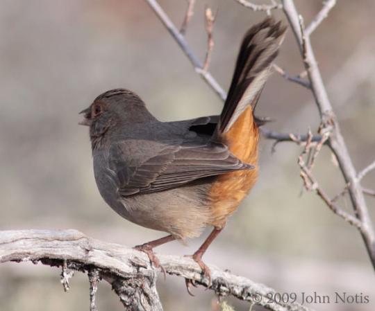 Photo (3): California Towhee