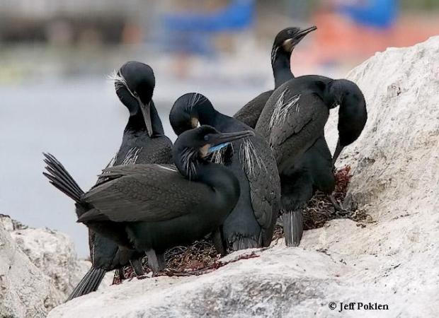Photo (1): Brandt's Cormorant