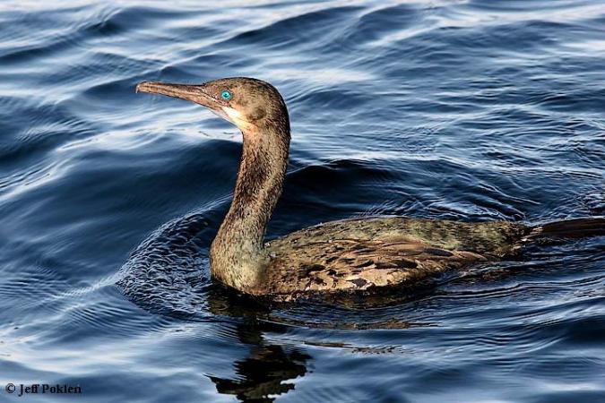 Photo (5): Brandt's Cormorant