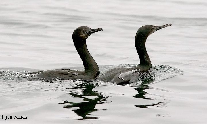 Photo (4): Brandt's Cormorant