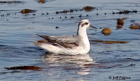Photo (12): Red Phalarope