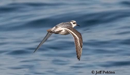 Photo (13): Red Phalarope