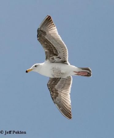 Photo (8): Western Gull
