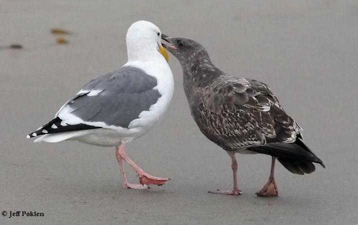 Photo (6): Western Gull