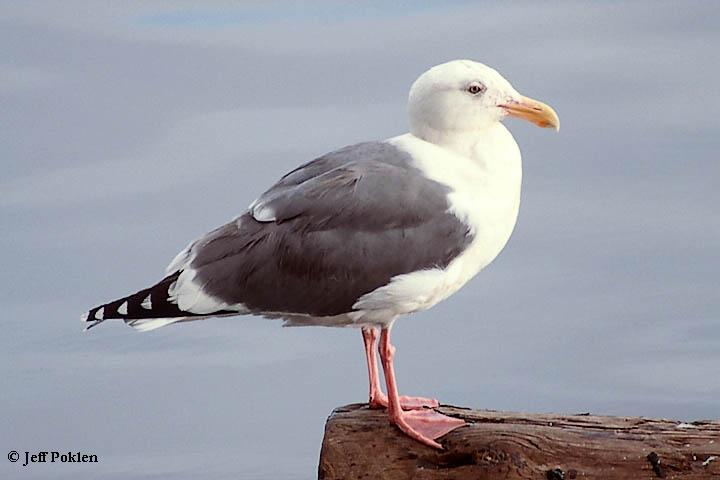 Photo (4): Western Gull