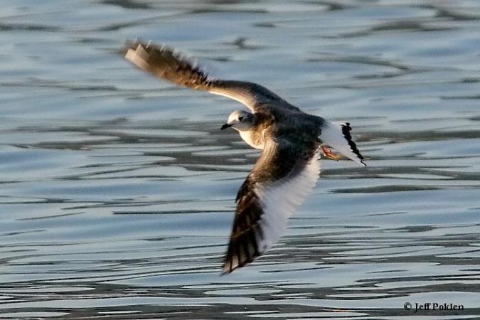 Photo (15): Sabine's Gull