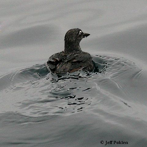 Photo (1): Cassin's Auklet