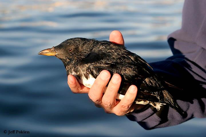 Photo (5): Rhinoceros Auklet