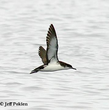 Photo (5): Manx Shearwater