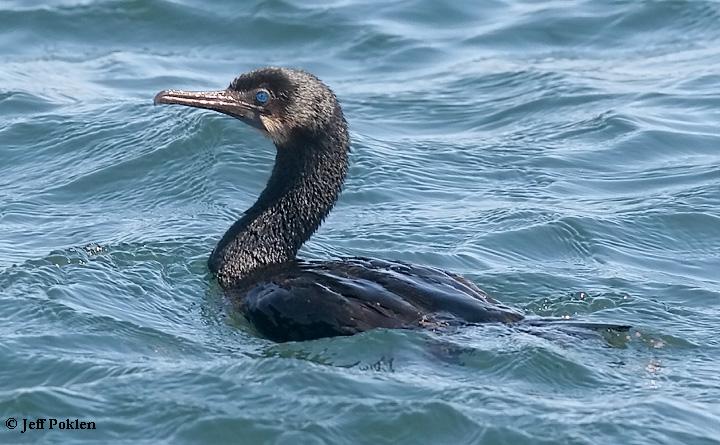Photo (2): Brandt's Cormorant