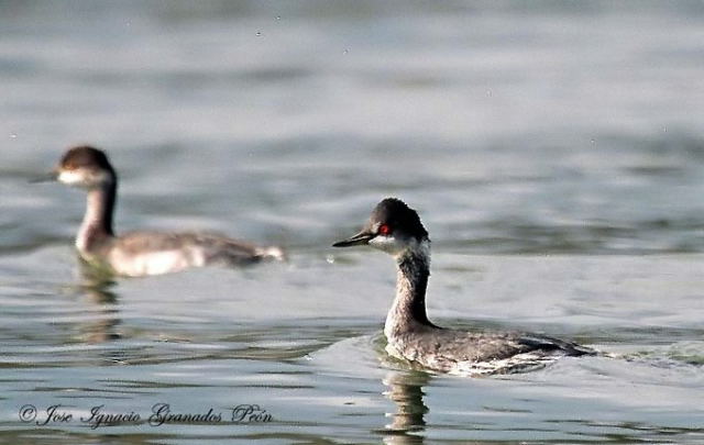 Photo (10): Eared Grebe