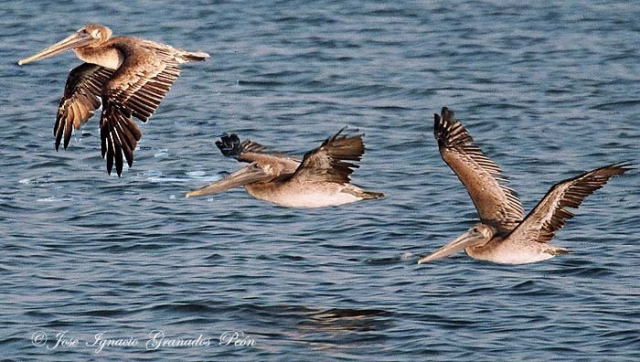 Photo (21): Brown Pelican