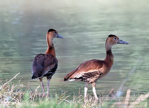 Photo (12): Black-bellied Whistling-Duck