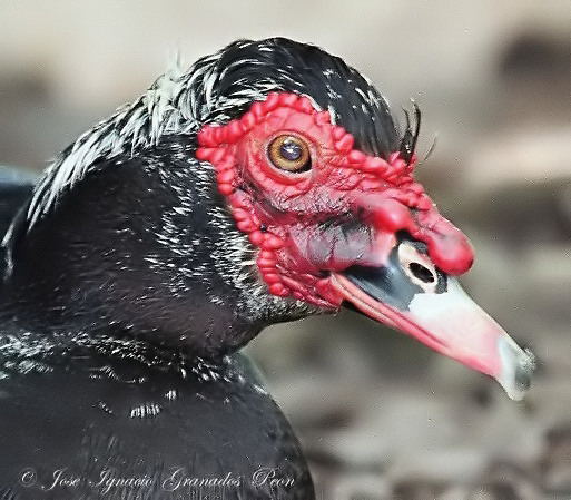 Photo (2): Muscovy Duck