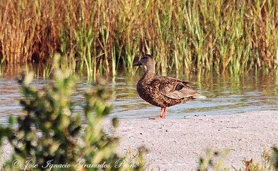 Photo (6): Mottled Duck