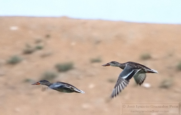 Photo (12): Northern Shoveler