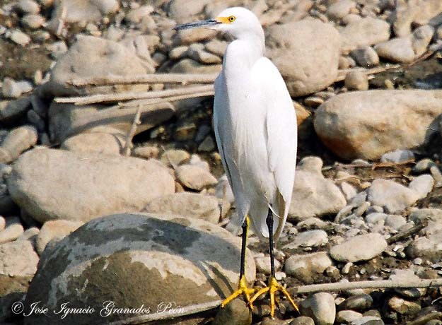 Photo (9): Snowy Egret