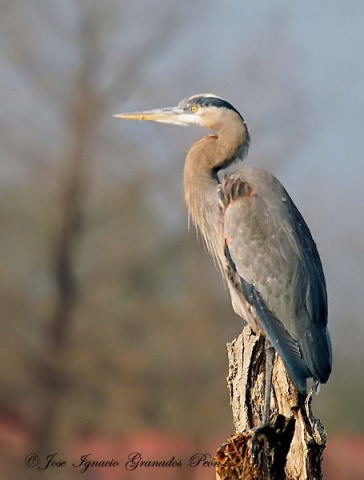 Photo (7): Great Blue Heron