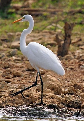 Photo (11): Great Egret