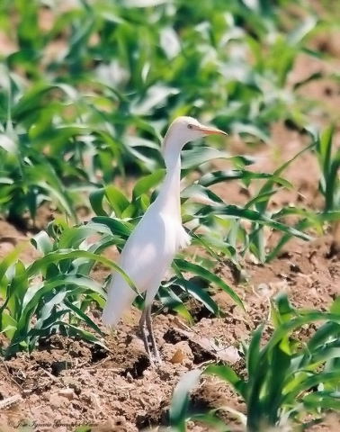 Photo (15): Cattle Egret