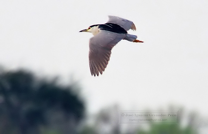 Photo (8): Black-crowned Night-Heron