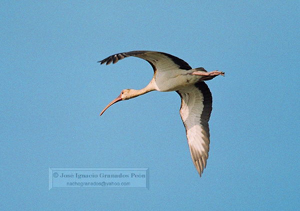 Photo (7): White Ibis
