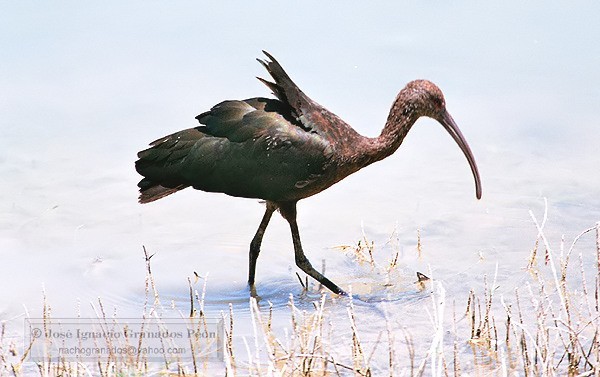Photo (10): White-faced Ibis