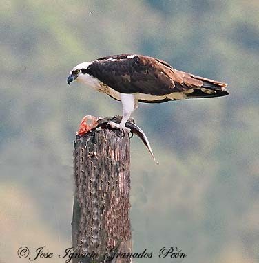 Photo (20): Osprey