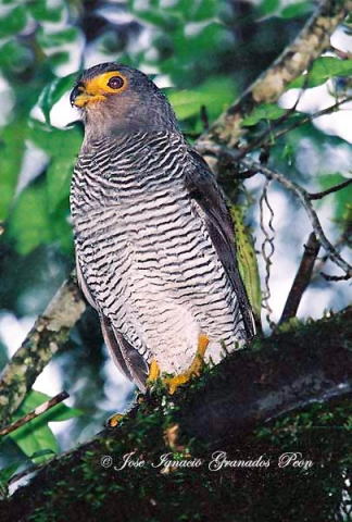 Photo (2): Barred Forest-Falcon