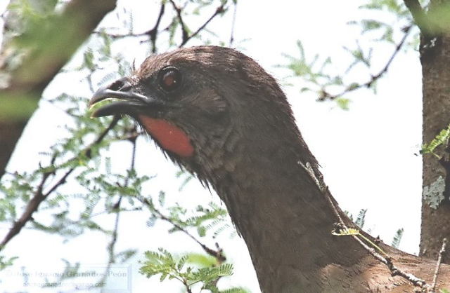 Photo (15): Plain Chachalaca