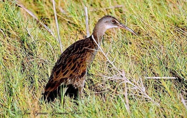 Photo (16): Virginia Rail