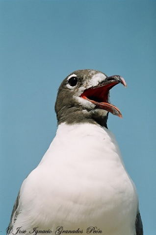 Photo (19): Laughing Gull